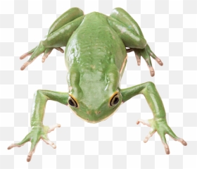 Green Frog Png - Transparent Background