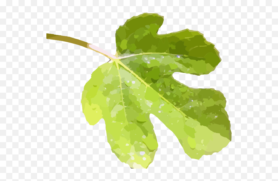 Fig Leaf Png Image - Clip Art Fig Leaf,Leaf Transparent Background