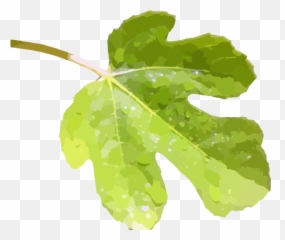Fig Leaf Png Image - Clip Art