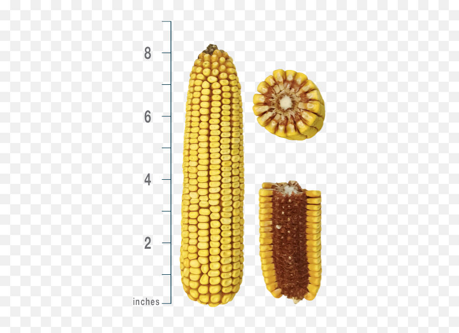 Ps 2790 - Corn On The Cob Png,Corn Plant Png