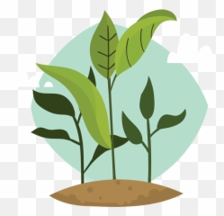 Forty Shades Of Green The Best Tea Brands For A - Soil Png,Tea Leaf Png