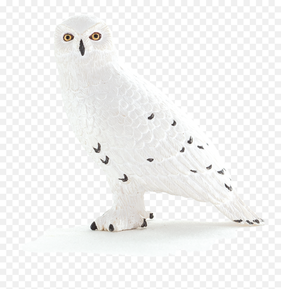 Animal Planet Snowy Owl - Snowy Owl Png,Ovo Owl Png