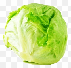Alfatah Iceberg Kg - Berg Lettuce Transparent Cartoon Png