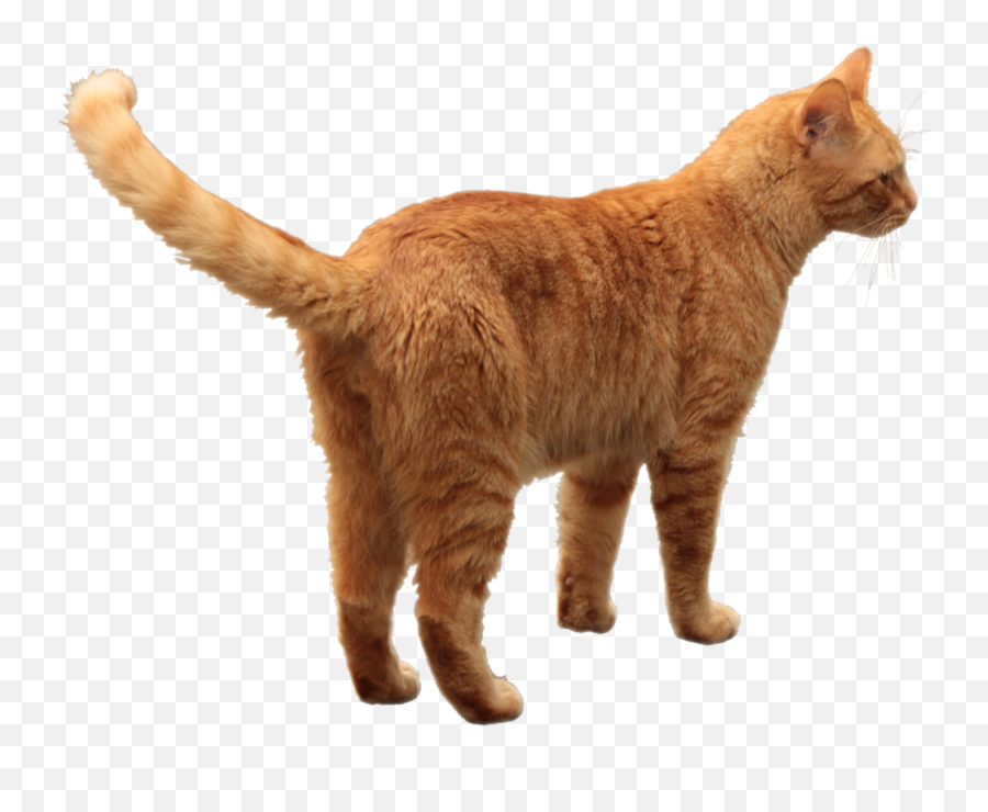 Cat Png - Orange Tabby Cat Png,Transparent Cat
