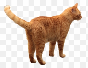 Cat Png - Orange Tabby Cat Png,Transparent Cat