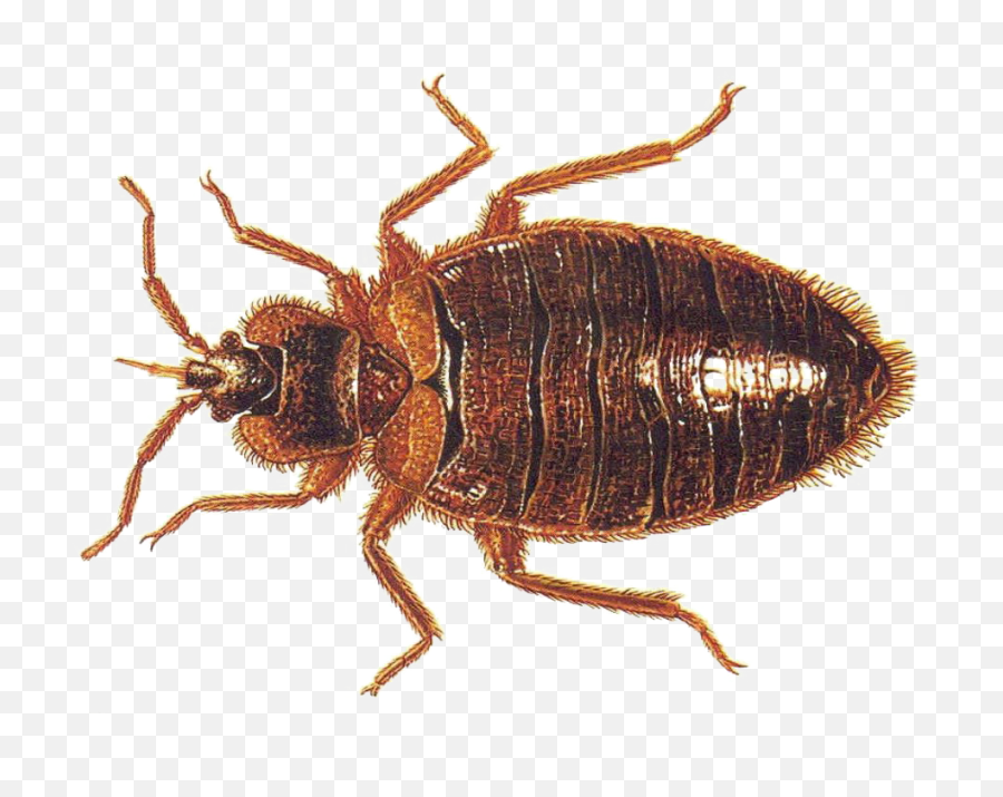 Bed Bug Transparent Background Png Play - Cockroach Nymph Vs Bed Bugs,Bugs Png