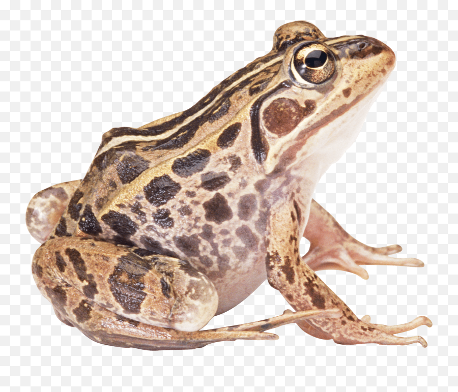Download Frog Free Png Transparent Image And Clipart - Frog Png Hd,Transparent Frog