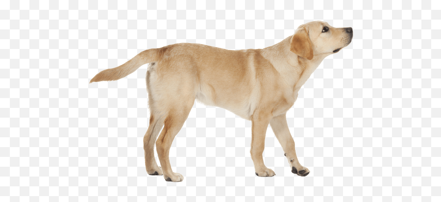 Labrador Retriever Golden Dog - Labrador Png,Yellow Lab Icon Png