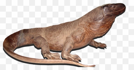 Komodo National Park - Komodo Cartoon Png,Komodo Dragon Png
