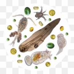 Algae Png And Vectors For Free Download - Invertebrate,Algae Png