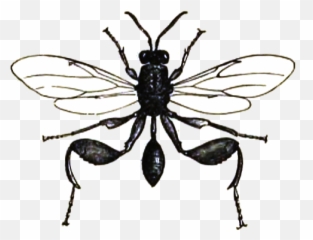 Filechalcis Iconpng - Wikipedia Parasitism,Icon Art History