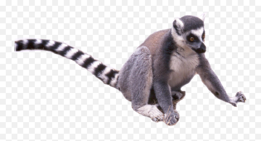 Lemur Tail Free Png - Lemur Transparent,Lemur Png