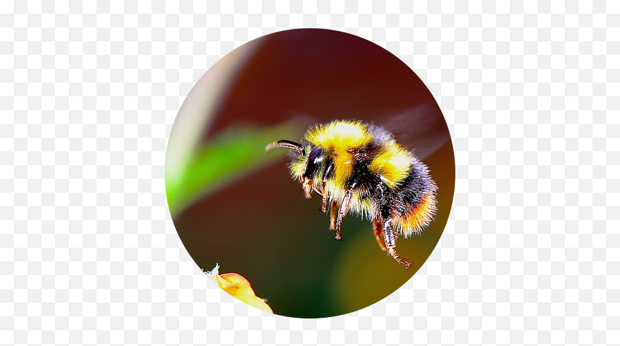 Download Bumble Bee Flying Towards A Flower - Real Life Cute Do Bumble Bees Have Stingers Png,Bumble Bee Png