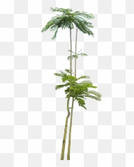 A Collection Of Tropical And Subtropical Plant Images Free - Tree Photoshop Plant png