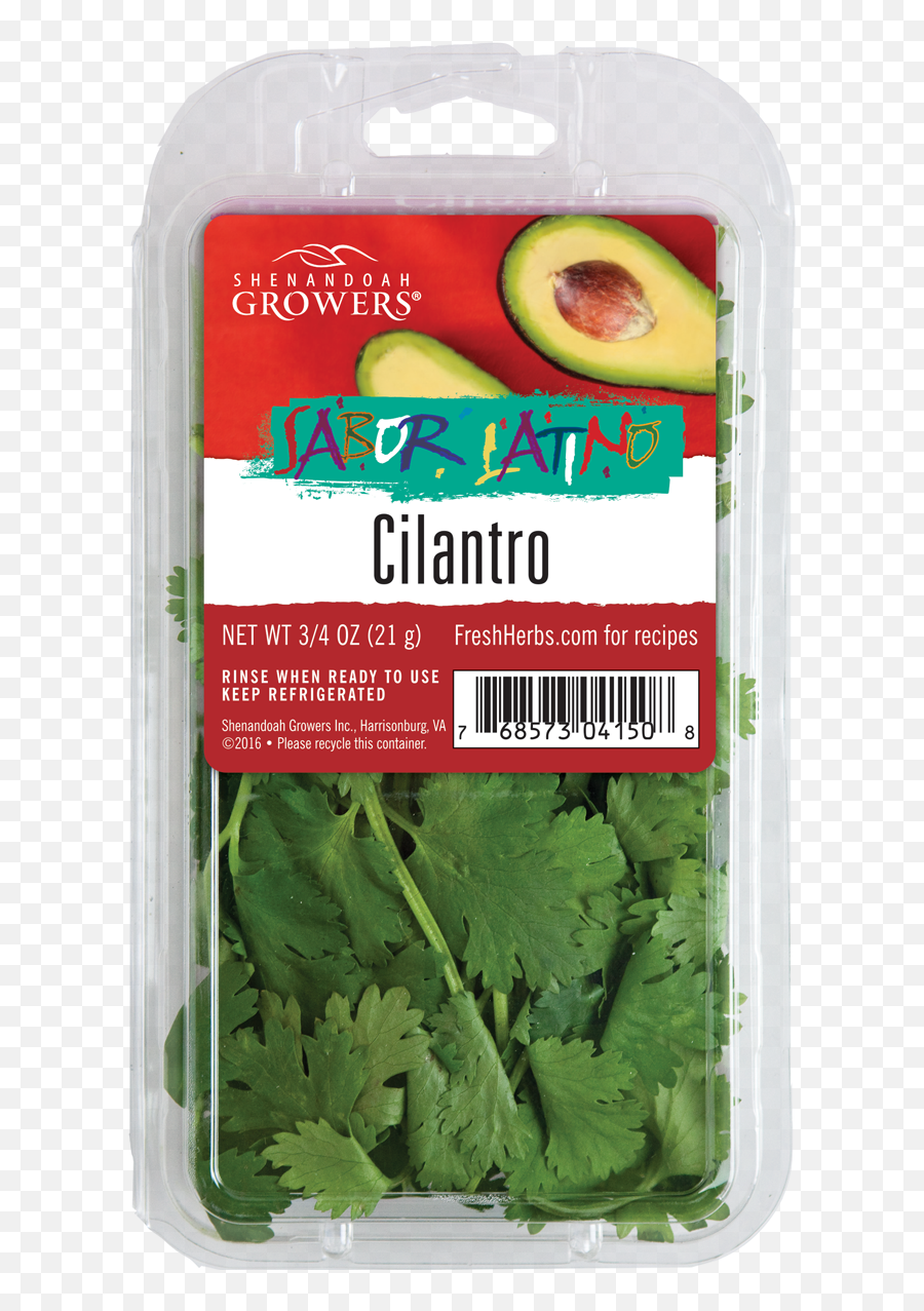 Cilantro - Herb Png,Cilantro Png