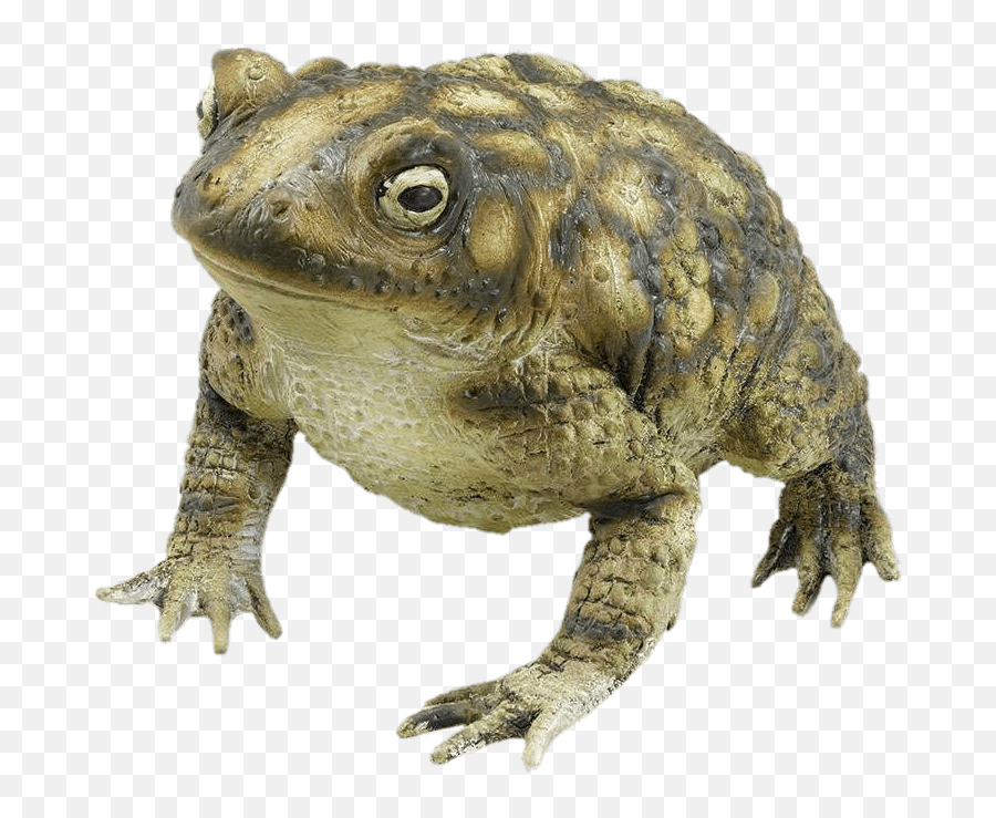 Rubber Toad Transparent Png - Toad Transparent Png,Toad Png