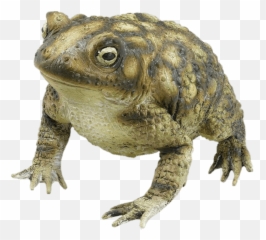 Rubber Toad Transparent Png - Toad Transparent Png,Toad Png