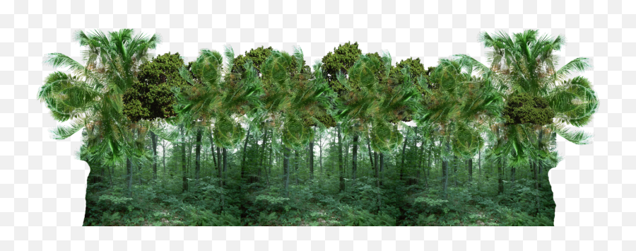 Tropical Forest Transparent Png - Transparent Png Jungle Png Trees,Forest Png
