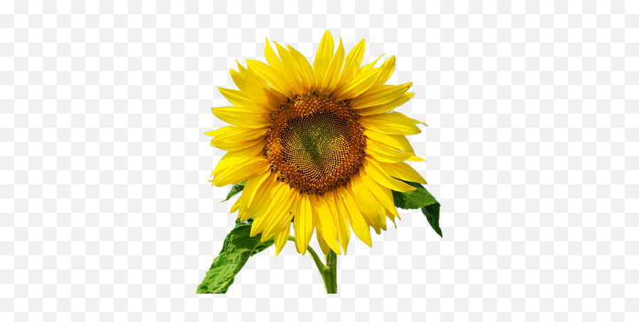 Ovarian Cancer Canada - Sunflower Png,Canada Png