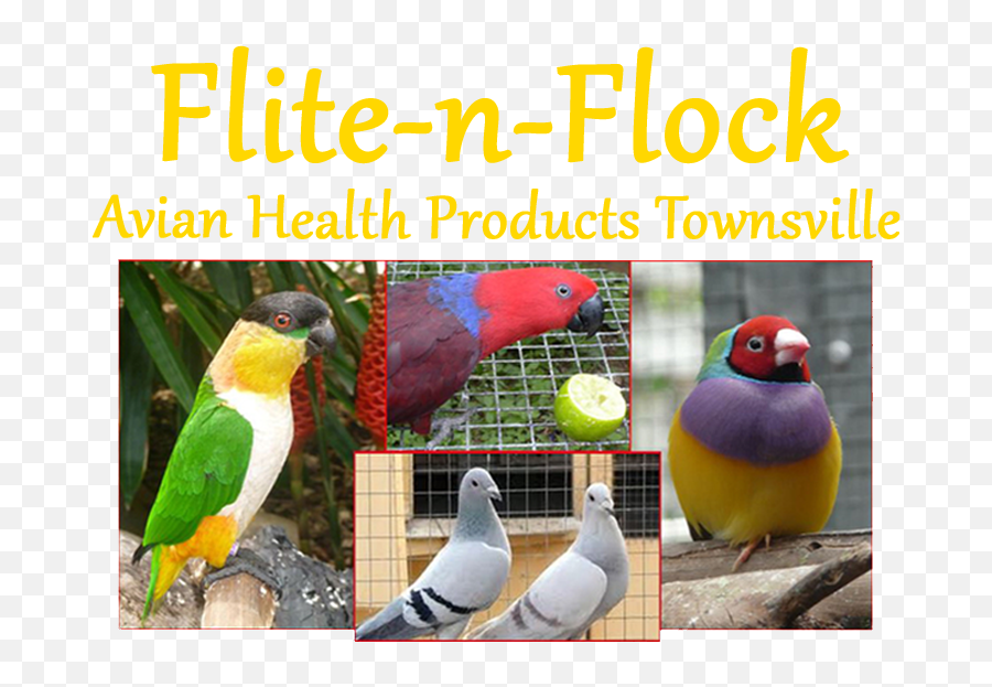 Flite N Flock Avian Health Products - Finch Png,Bird Flock Png