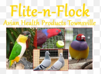 Flite N Flock Avian Health Products - Finch png
