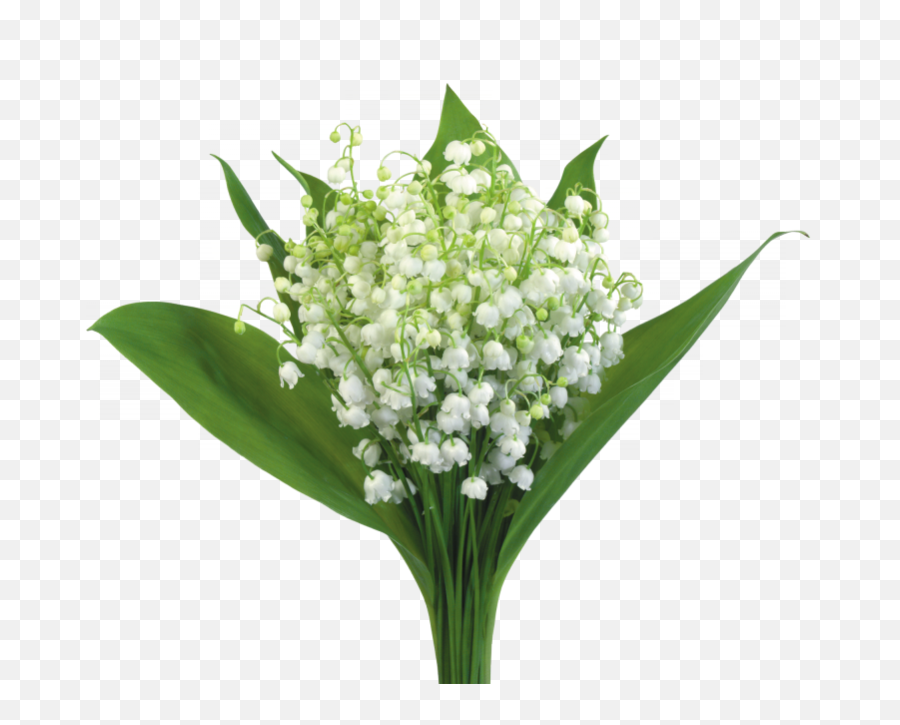 Resultado De Imagen Hermosos Separadores Flowers - Bouquet Flower Lily Of The Valley Png,Lily Of The Valley Png