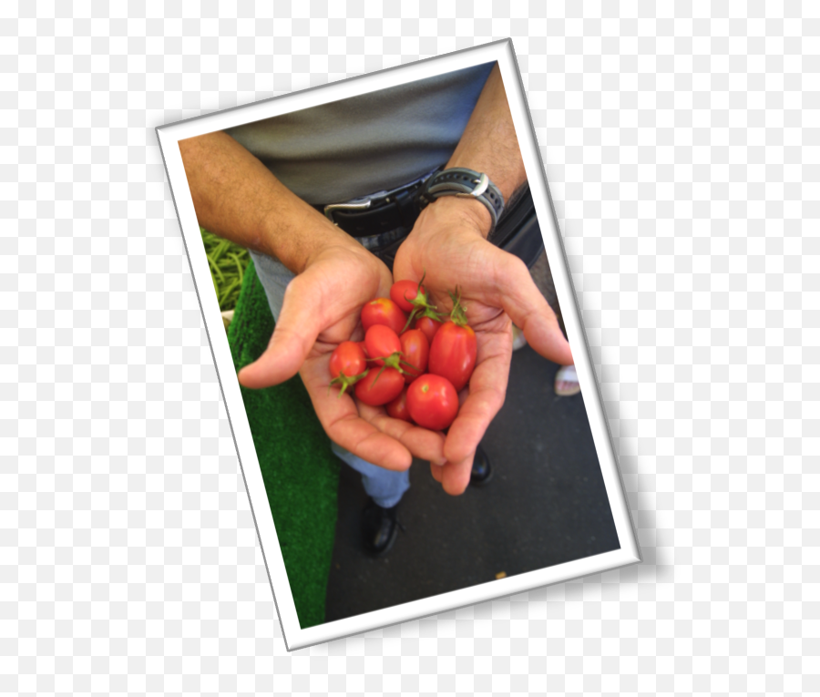 Download Bush Tomato - Full Size Png Image Pngkit Plum Tomato,Jeb Bush Png