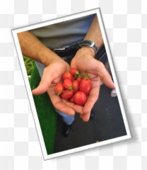 Download Bush Tomato - Full Size Png Image Pngkit Plum Tomato,Jeb Bush Png