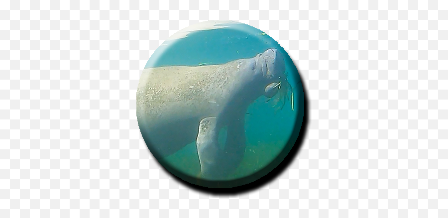 Manatee Tours - Turquoise Png,Manatee Png