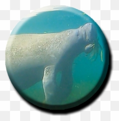 Manatee Tours - Turquoise png