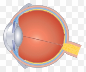 Human Centric Lighting Non - visual photoreception the Eye Structure Of Png