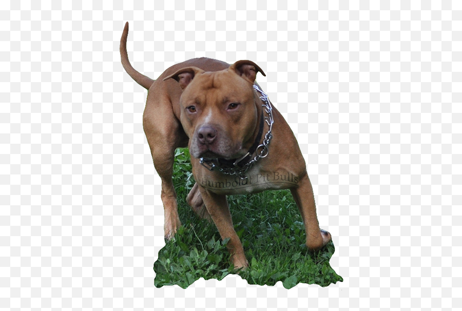 American Pit Bull Studapbt Woods Snooty - Pit Bull Png,Pitbull Png