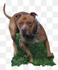American Pit Bull Studapbt Woods Snooty - Pit Bull Png,Pitbull Png