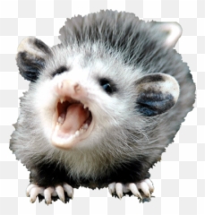 Possum Transparent - Baby Possum Png,Possum Transparent