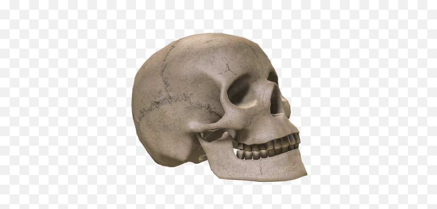 Skeleton Head Transparent - 18225 Transparentpng Skeleton Head Transparent,Skeleton Png Transparent