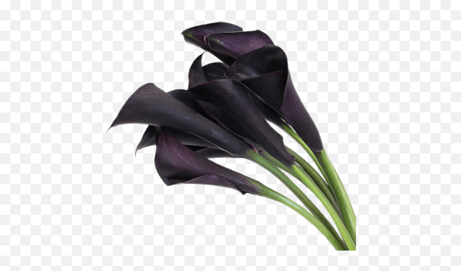 Deep Purple Calla Lilies Transparent Png - Stickpng Dark Purple Arum Lilies,Lillies Png