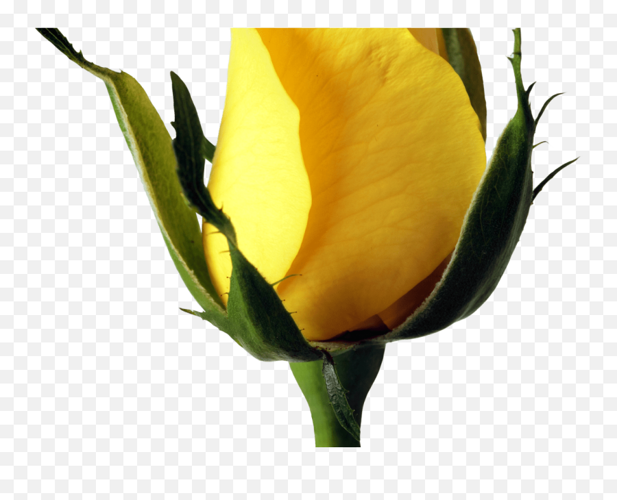 Yellow Rose Png Image Purepng Free Transparent Cc0 - Transparent Background Yellow Rose Bud Png,Yellow Rose Png