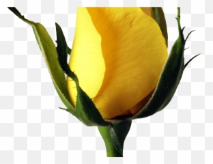 Yellow Rose Png Image Purepng Free Transparent Cc0 - Transparent Background Yellow Rose Bud Png,Yellow Rose Png