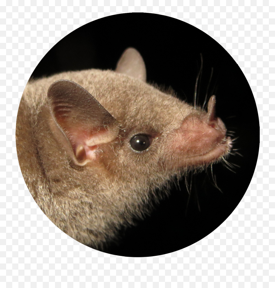 Mexican Long - Mexican Long Nosed Bat Png,Bats Transparent