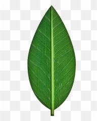 Falling Leaf Clipart No Background - Transparent Leaves png