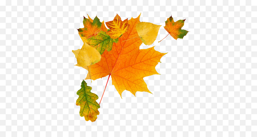 Autumn Leaves Transparent Background - 23471 Transparentpng Autumn Leaves Free Png,Leaf With Transparent Background