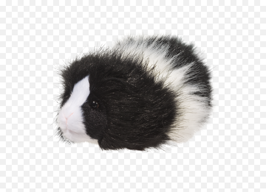 Douglas Angora Guinea Pig - Black And White Guinea Pigs Png,Guinea Pig Png