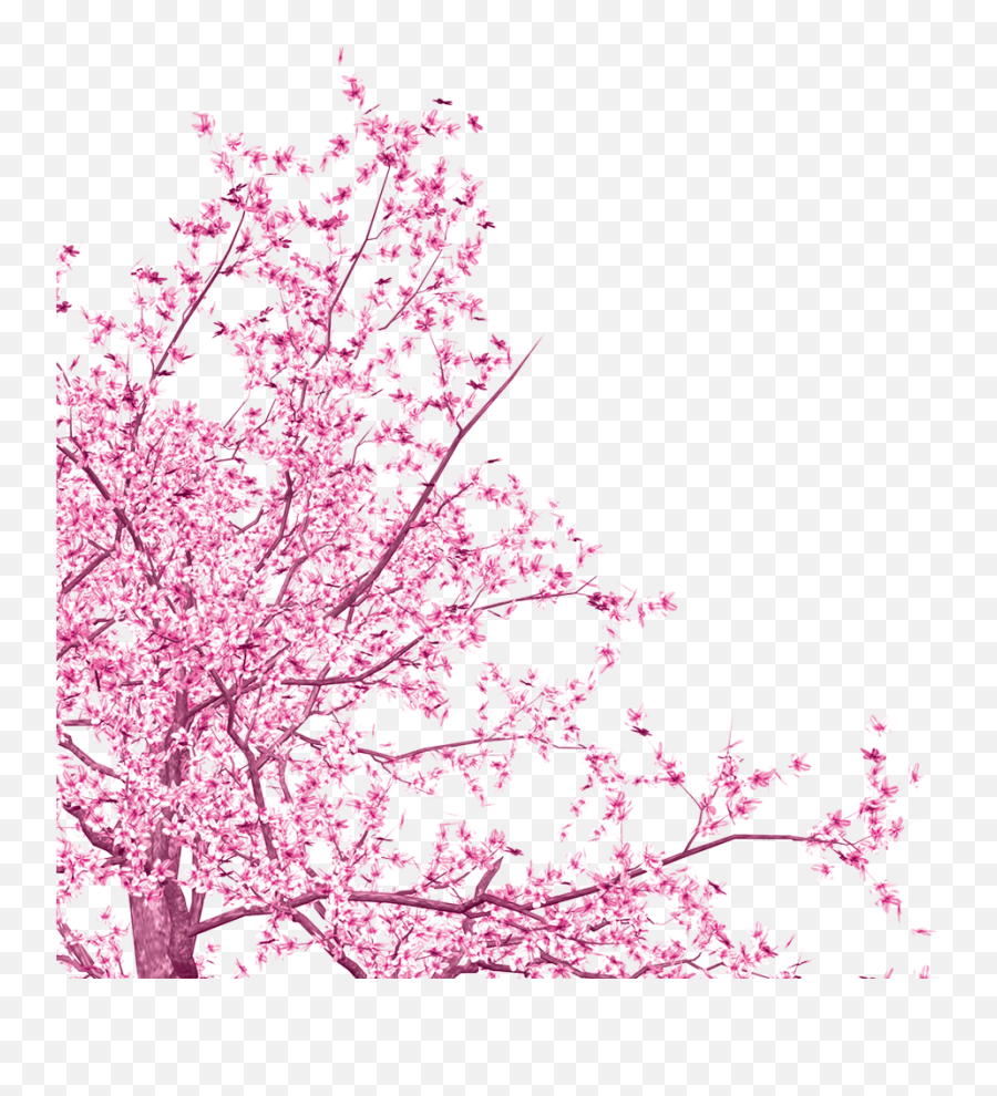 Png Hd Japanese Love Sakura