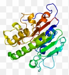 Protein Apex1 Pdb 1bix - Ref png