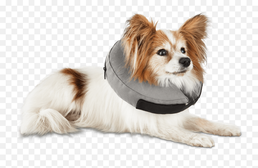 Well Good Inflatable Collar For Dogs - Dog Clothes Png,Platinum Cats Vs Dogs Icon