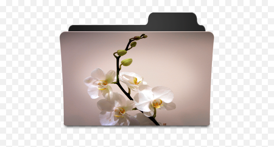 White Lilie Icon - Goodies Folder Icons Softiconscom Icon Folder Yellow Png,Moth Icon