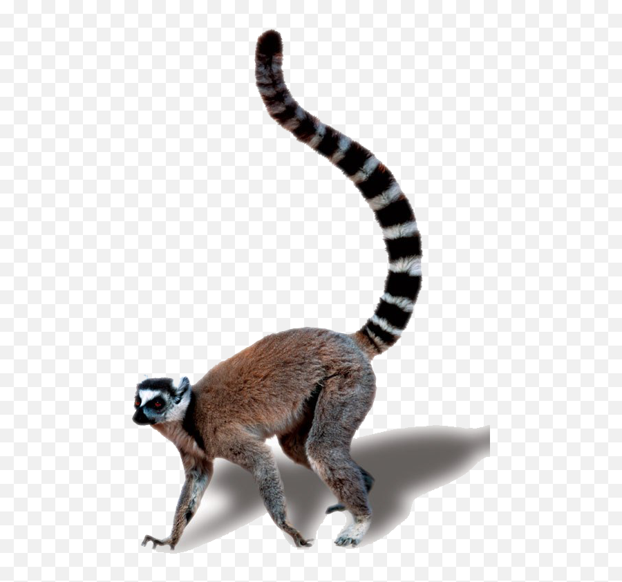 Lemur Tail Transparent Free Png - Madagascar Cat,Lemur Png