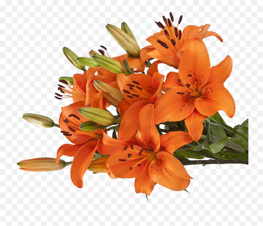Download Asiatic Lilies - Orange Lily Full Size Png Image Tiger Lily Flower Transparent,Lilies Png