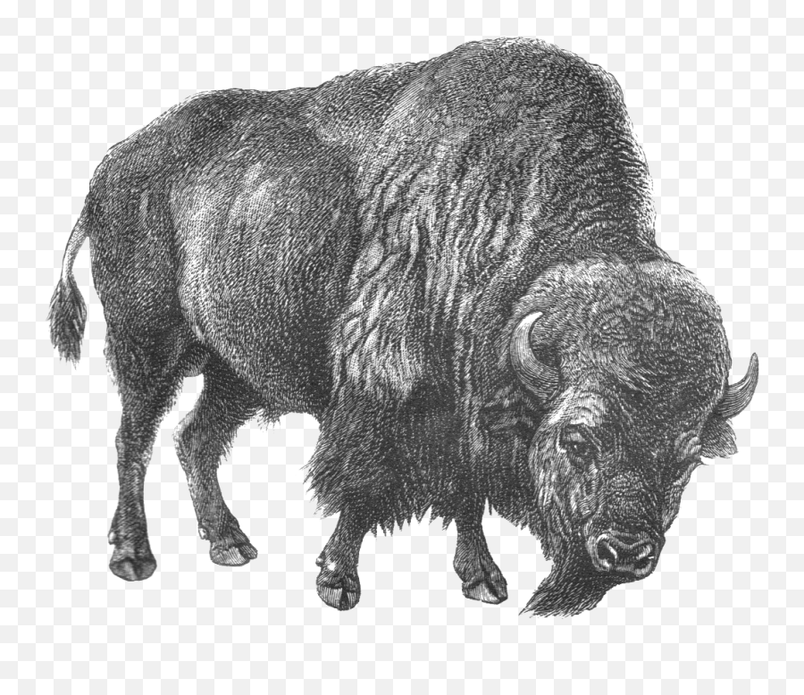 Bison - Natural Selection Design Png,Bison Png