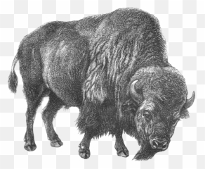 Bison - Natural Selection Design Png,Bison Png